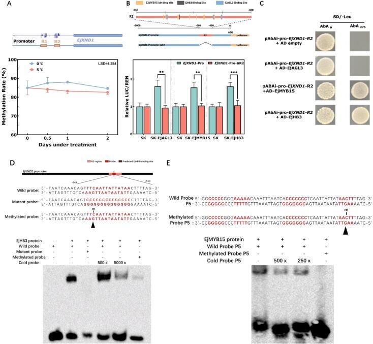 https://cdn.ncbi.nlm.nih.gov/pmc/blobs/14c1/12225896/a002cc6bb208/gr6.jpg