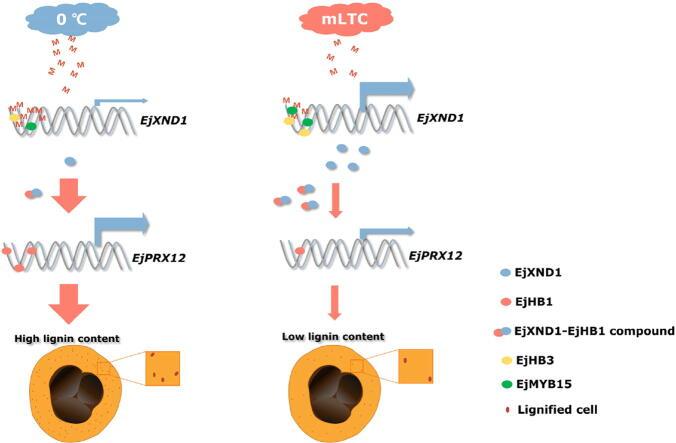 https://cdn.ncbi.nlm.nih.gov/pmc/blobs/14c1/12225896/c386dc314e8b/ga1.jpg