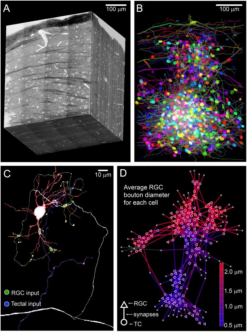 https://cdn.ncbi.nlm.nih.gov/pmc/blobs/14c1/5678276/db1372f50050/S0952523817000116_fig1.jpg