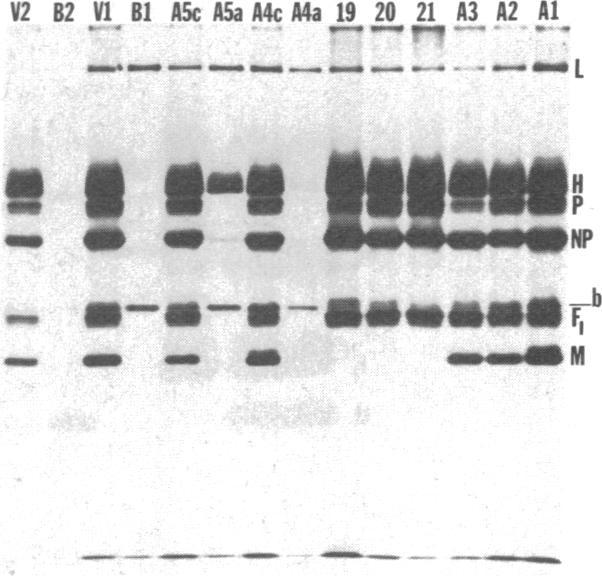 https://cdn.ncbi.nlm.nih.gov/pmc/blobs/14c3/383531/22caa66b71fd/pnas00004-0531-c.jpg