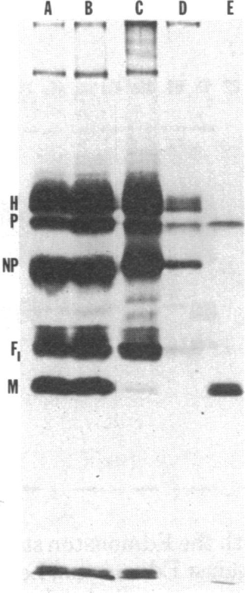 https://cdn.ncbi.nlm.nih.gov/pmc/blobs/14c3/383531/491f4f7d6df0/pnas00004-0532-a.jpg