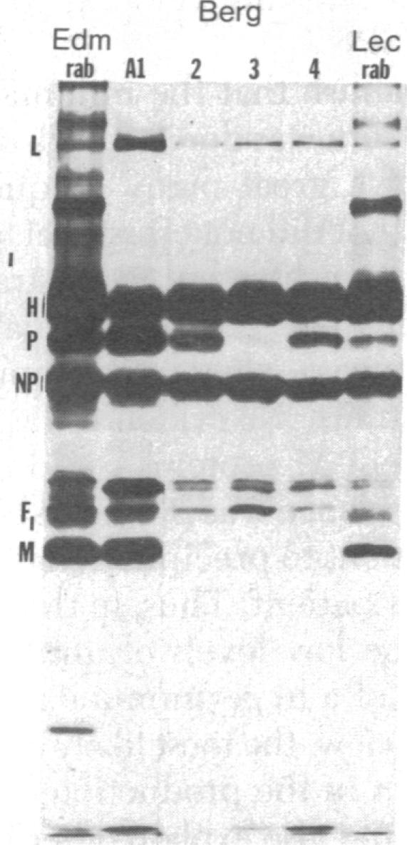 https://cdn.ncbi.nlm.nih.gov/pmc/blobs/14c3/383531/6dc581c8ec00/pnas00004-0531-f.jpg
