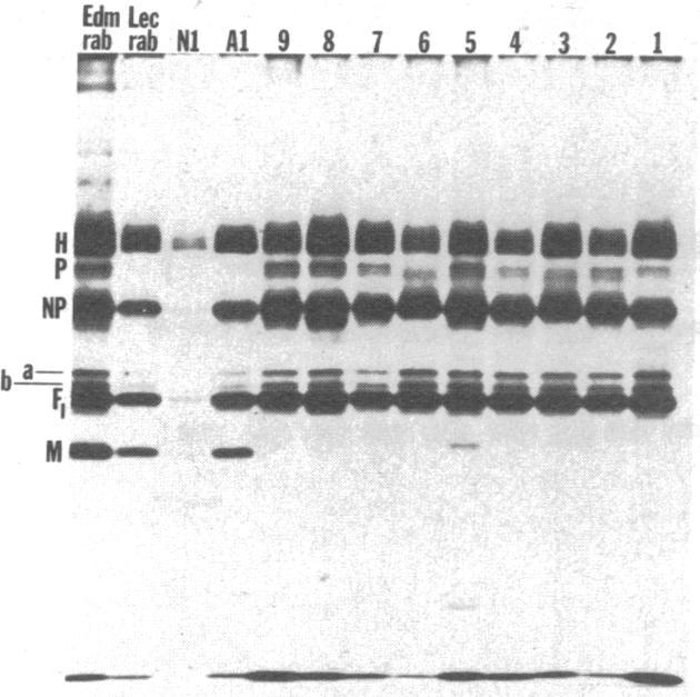 https://cdn.ncbi.nlm.nih.gov/pmc/blobs/14c3/383531/9ac8912d8249/pnas00004-0531-b.jpg