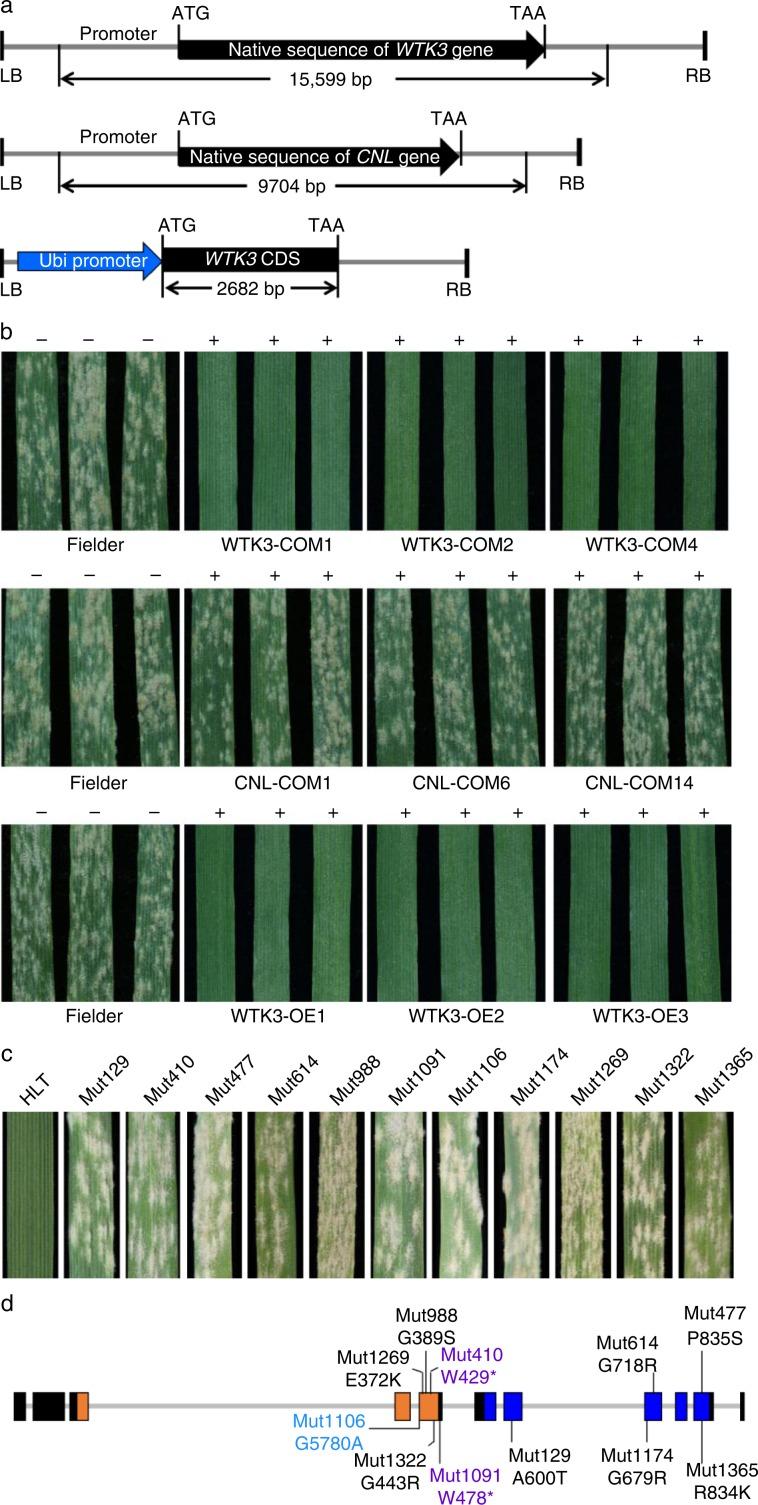 https://cdn.ncbi.nlm.nih.gov/pmc/blobs/14c3/6997164/f32e2948815d/41467_2020_14294_Fig2_HTML.jpg