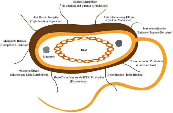 https://cdn.ncbi.nlm.nih.gov/pmc/blobs/14c7/11717059/44d66bf36d46/FSN3-13-e4658-g003.jpg