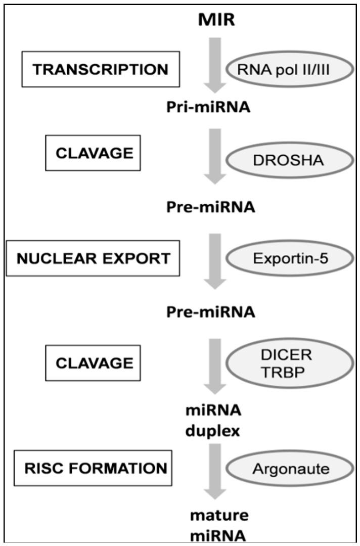 https://cdn.ncbi.nlm.nih.gov/pmc/blobs/14c8/4730335/4ca046649f5b/ijms-17-00093-g001.jpg