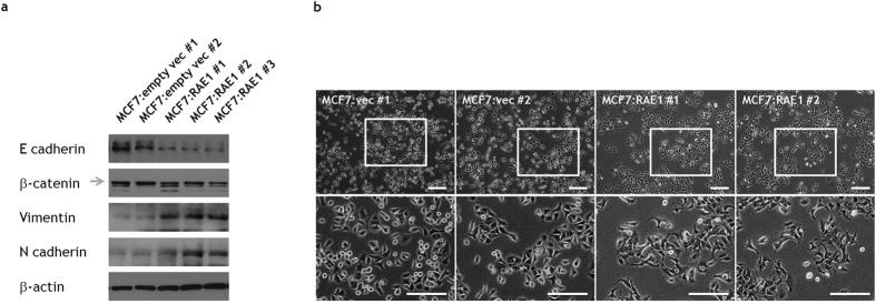 https://cdn.ncbi.nlm.nih.gov/pmc/blobs/14c8/5299842/4055bb2f542b/srep42256-f4.jpg