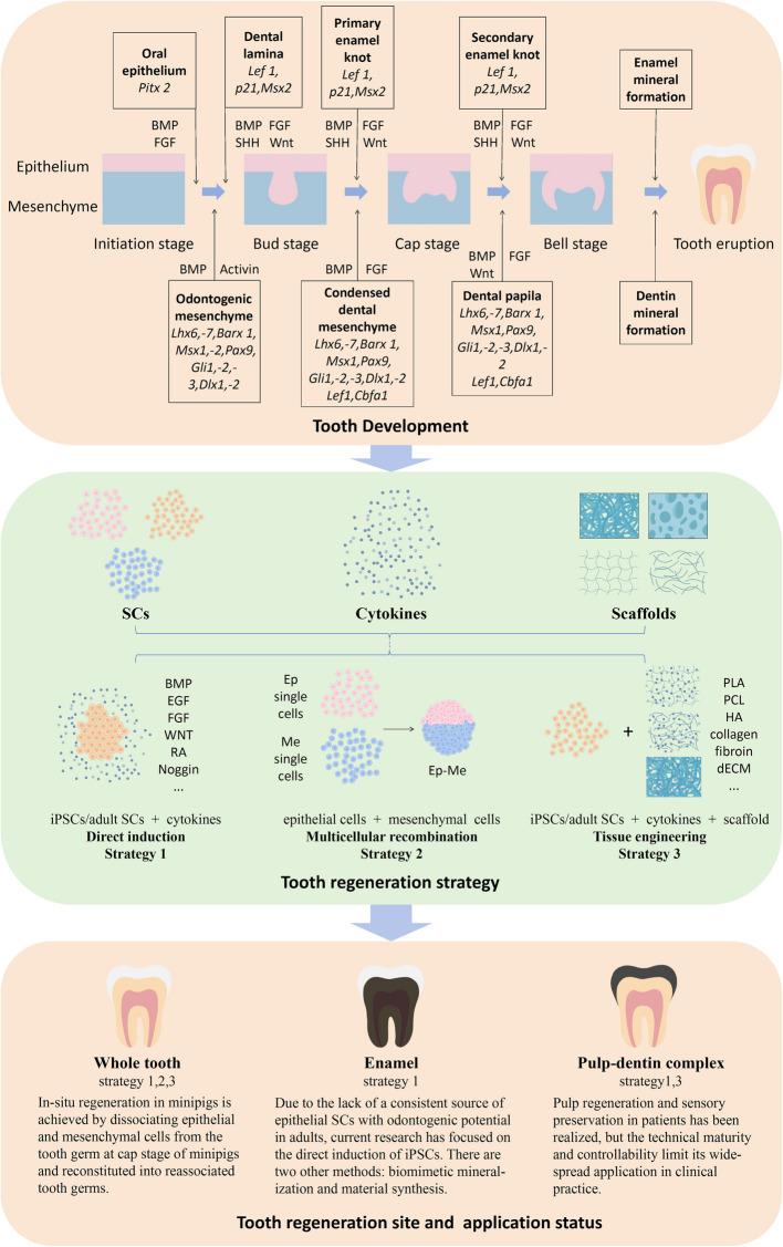 https://cdn.ncbi.nlm.nih.gov/pmc/blobs/14c9/12314179/5fa54e32c21b/13619_2025_249_Fig1_HTML.jpg