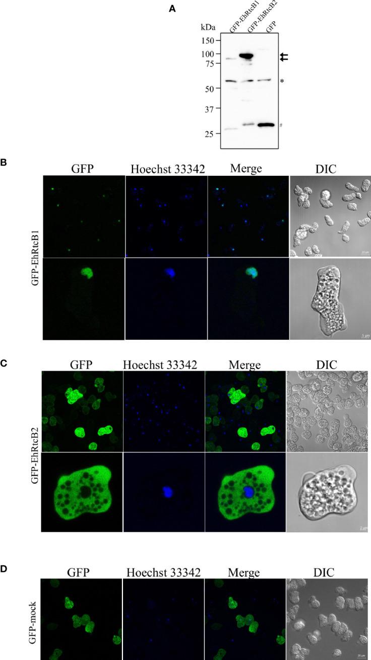 https://cdn.ncbi.nlm.nih.gov/pmc/blobs/14cf/8718801/84961c0841b7/fcimb-11-746261-g004.jpg