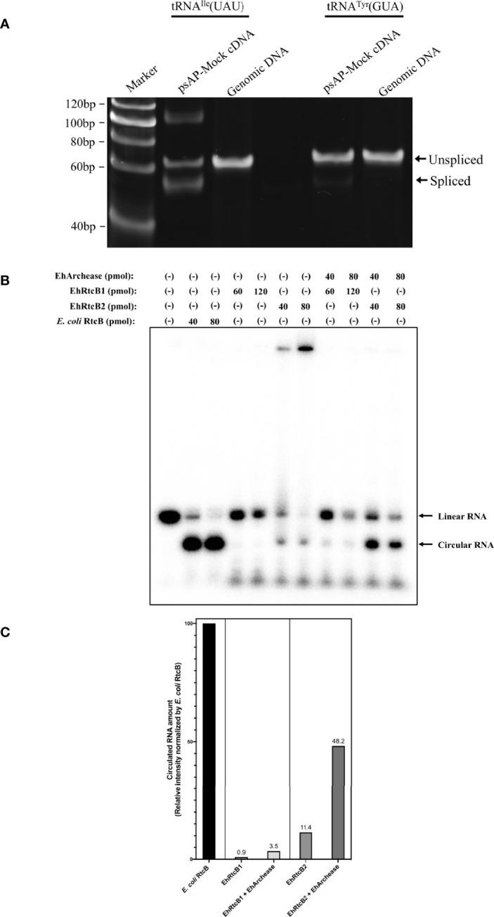 https://cdn.ncbi.nlm.nih.gov/pmc/blobs/14cf/8718801/d0e3686dca22/fcimb-11-746261-g002.jpg