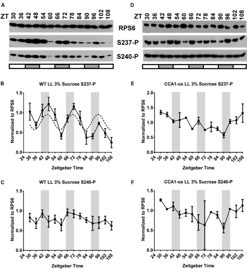 https://cdn.ncbi.nlm.nih.gov/pmc/blobs/14d1/5780430/a5bcc994bd47/fpls-08-02210-g007.jpg