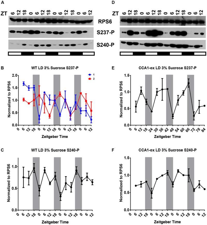https://cdn.ncbi.nlm.nih.gov/pmc/blobs/14d1/5780430/c08bb9f3acd7/fpls-08-02210-g006.jpg