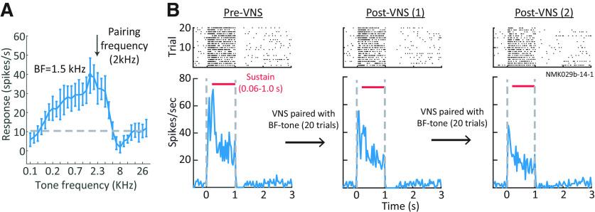 https://cdn.ncbi.nlm.nih.gov/pmc/blobs/14d1/8240839/000421afd3c4/ENEURO.0522-20.2021_f005.jpg