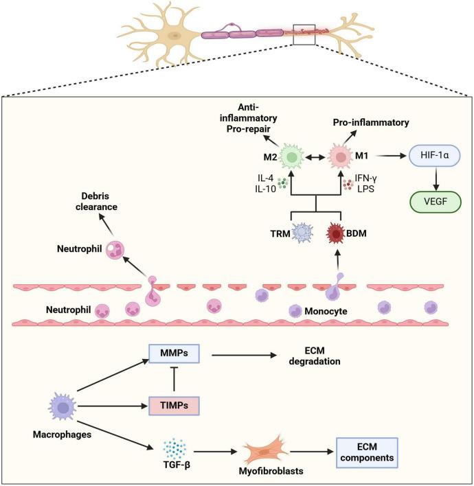 https://cdn.ncbi.nlm.nih.gov/pmc/blobs/14d2/12098419/2938d05cf400/fnins-19-1602112-g001.jpg