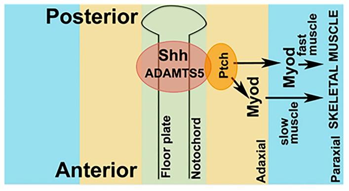 https://cdn.ncbi.nlm.nih.gov/pmc/blobs/14d3/5877627/12b737e6584c/ijms-19-00766-g006.jpg