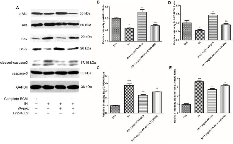 https://cdn.ncbi.nlm.nih.gov/pmc/blobs/14db/5595159/501ee19a042c/fphar-08-00601-g008.jpg