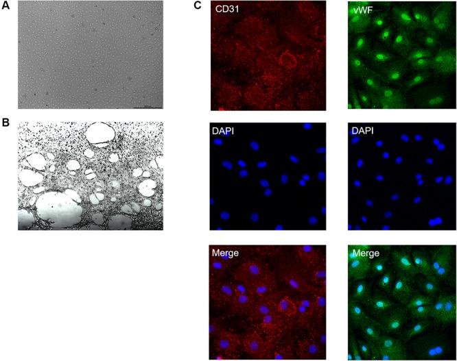 https://cdn.ncbi.nlm.nih.gov/pmc/blobs/14db/5595159/99f8e344c26f/fphar-08-00601-g002.jpg