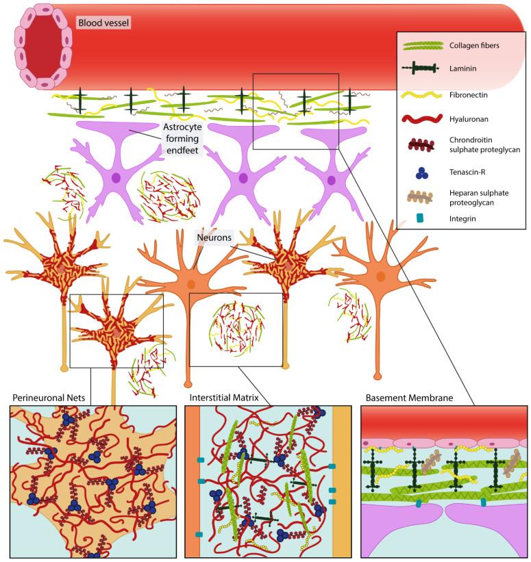 https://cdn.ncbi.nlm.nih.gov/pmc/blobs/14db/9599244/3efeaffe619e/biomedicines-10-02475-g002.jpg
