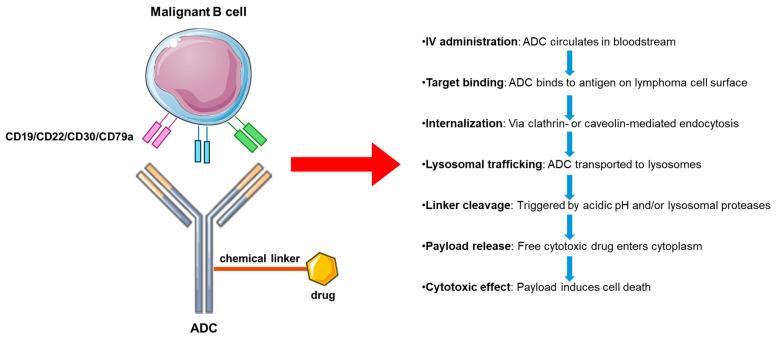 https://cdn.ncbi.nlm.nih.gov/pmc/blobs/14e1/12346293/1b20f9b86764/cancers-17-02479-g003.jpg
