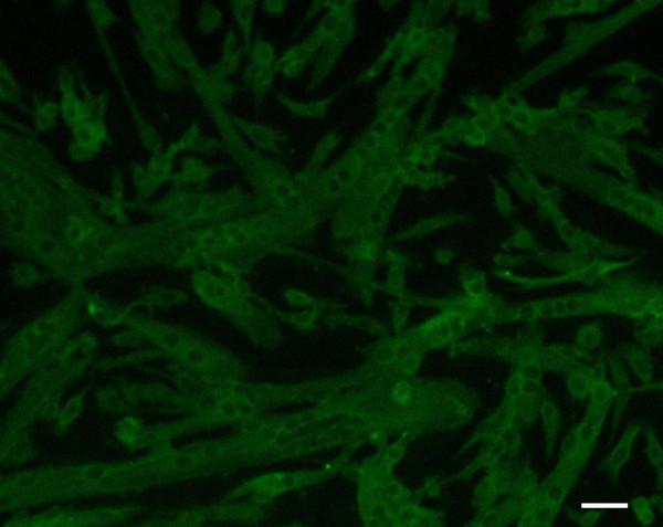 https://cdn.ncbi.nlm.nih.gov/pmc/blobs/14e2/3141572/9b7f6fce8913/1472-6793-11-10-1.jpg