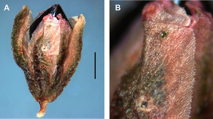 https://cdn.ncbi.nlm.nih.gov/pmc/blobs/14e2/4860328/cf23687d8fbd/peerj-04-1977-g006.jpg
