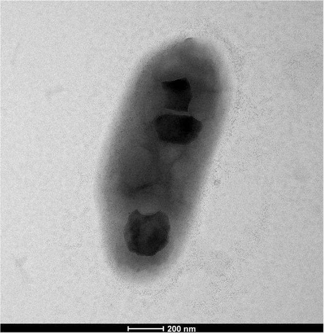 https://cdn.ncbi.nlm.nih.gov/pmc/blobs/14e2/5841666/10a572644603/41598_2018_22526_Fig1_HTML.jpg