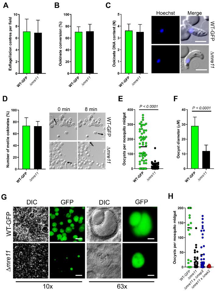 https://cdn.ncbi.nlm.nih.gov/pmc/blobs/14e5/7761864/2d33e8ae589f/cells-09-02590-g002.jpg