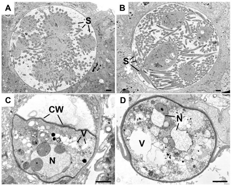 https://cdn.ncbi.nlm.nih.gov/pmc/blobs/14e5/7761864/501b3d95f15d/cells-09-02590-g003.jpg