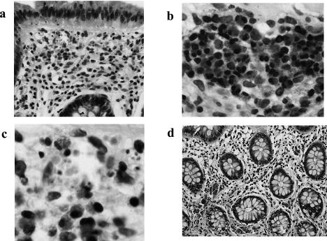https://cdn.ncbi.nlm.nih.gov/pmc/blobs/14e9/2291501/633bc3a41a65/jcbn2007003f02.jpg