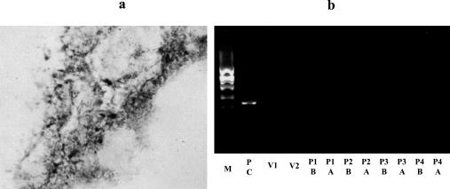 https://cdn.ncbi.nlm.nih.gov/pmc/blobs/14e9/2291501/943b70950068/jcbn2007003f04.jpg