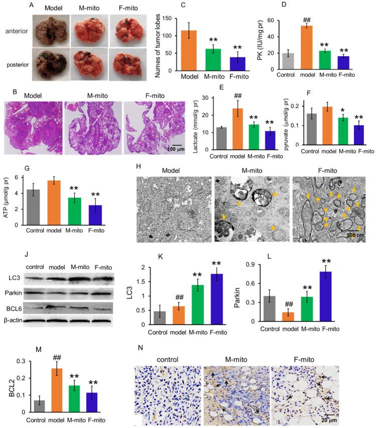 https://cdn.ncbi.nlm.nih.gov/pmc/blobs/14ea/8193273/11af00460db7/ijbsv17p2021g004.jpg