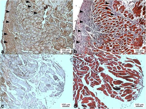 https://cdn.ncbi.nlm.nih.gov/pmc/blobs/14ed/5031289/1bd88c33c7cb/12886_2016_344_Fig4_HTML.jpg