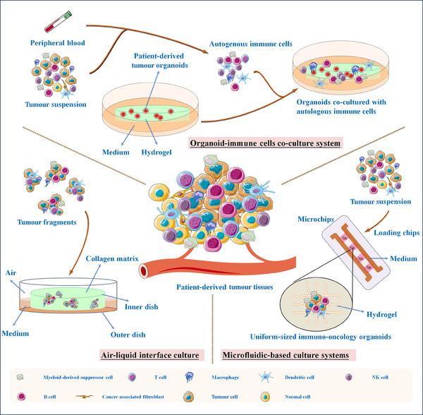 https://cdn.ncbi.nlm.nih.gov/pmc/blobs/14ee/11381553/444a37539126/CTM2-14-e1802-g004.jpg