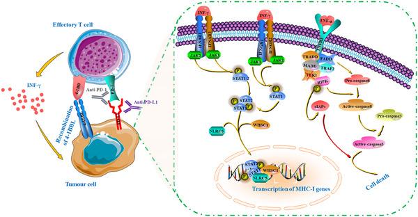 https://cdn.ncbi.nlm.nih.gov/pmc/blobs/14ee/11381553/9fd1d1858bdc/CTM2-14-e1802-g006.jpg