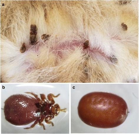 https://cdn.ncbi.nlm.nih.gov/pmc/blobs/14f2/5909264/b7e2a74bfda3/13071_2018_2788_Fig1_HTML.jpg