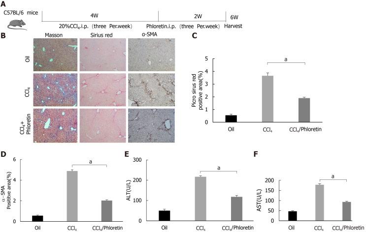 https://cdn.ncbi.nlm.nih.gov/pmc/blobs/14f2/8567474/fabc395e11c0/WJG-27-6908-g006.jpg