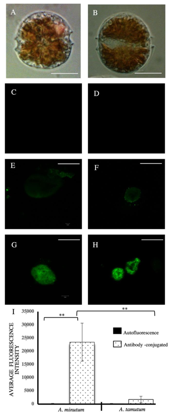 https://cdn.ncbi.nlm.nih.gov/pmc/blobs/14f4/7823455/a7cbd67c0255/toxins-13-00007-g001.jpg