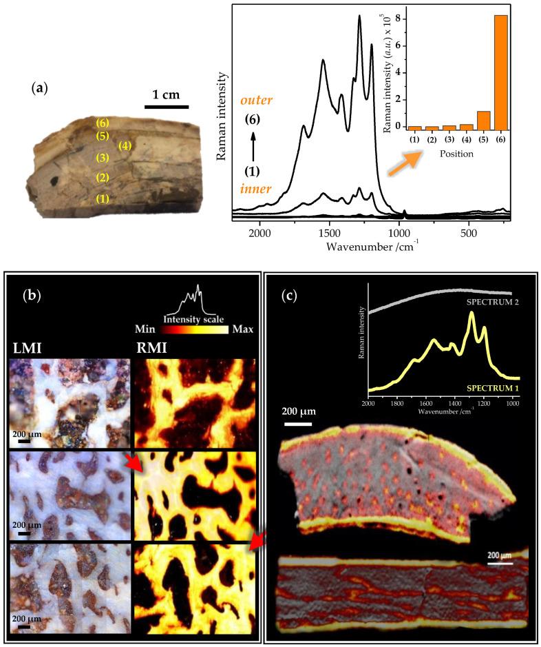 https://cdn.ncbi.nlm.nih.gov/pmc/blobs/14f7/9502200/c8ce49b7a2f9/ijms-23-10689-g004.jpg