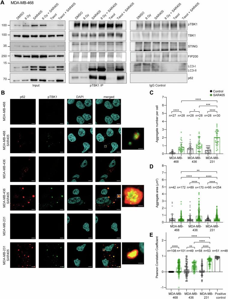 https://cdn.ncbi.nlm.nih.gov/pmc/blobs/14fa/12280211/b3d1e4eed199/41419_2025_7873_Fig5_HTML.jpg