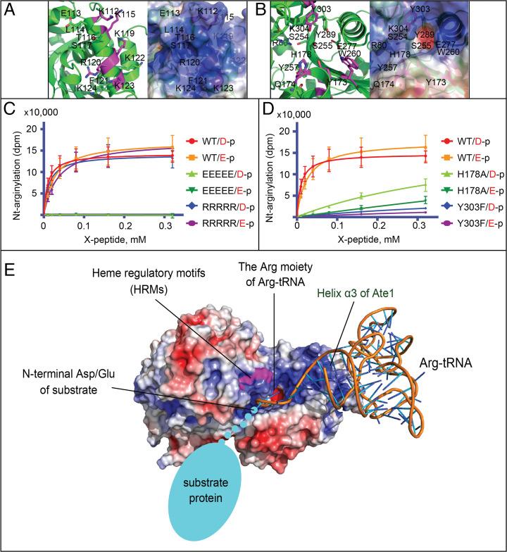 https://cdn.ncbi.nlm.nih.gov/pmc/blobs/14fb/9351520/3aae93a13dee/pnas.2209597119fig03.jpg