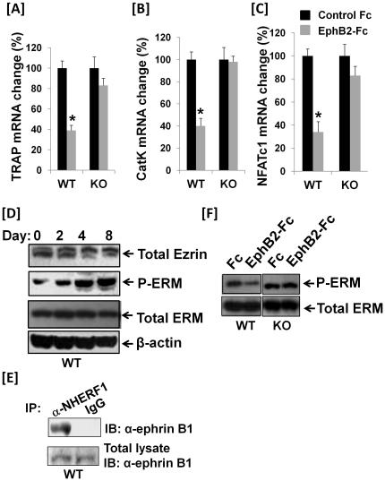 https://cdn.ncbi.nlm.nih.gov/pmc/blobs/14fc/3293909/7fd8a62b6fc4/pone.0032887.g007.jpg