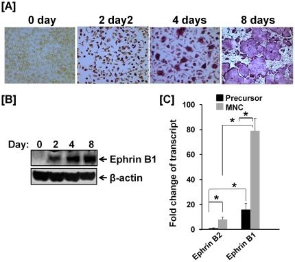 https://cdn.ncbi.nlm.nih.gov/pmc/blobs/14fc/3293909/edf7cfb7a367/pone.0032887.g001.jpg