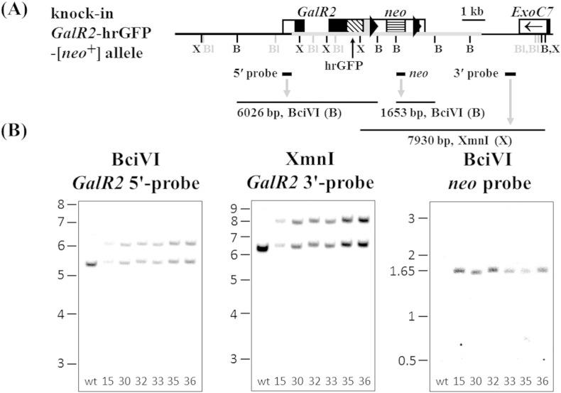 https://cdn.ncbi.nlm.nih.gov/pmc/blobs/1504/4604734/4a6ed39748f9/gr10.jpg