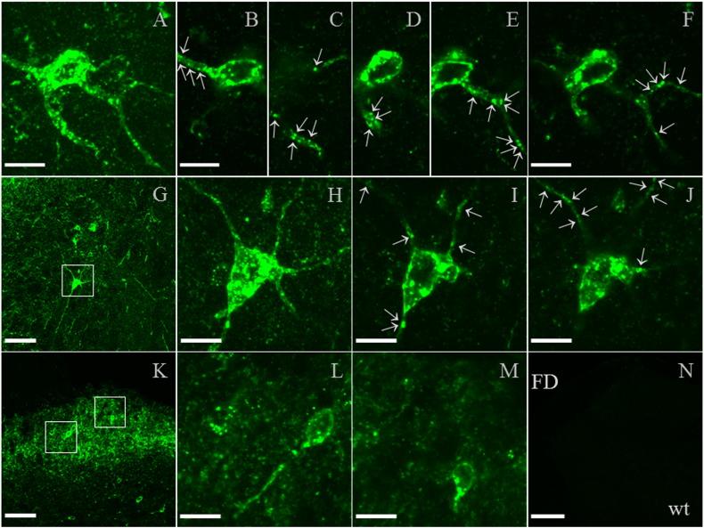 https://cdn.ncbi.nlm.nih.gov/pmc/blobs/1504/4604734/dcc464220cfe/gr13.jpg