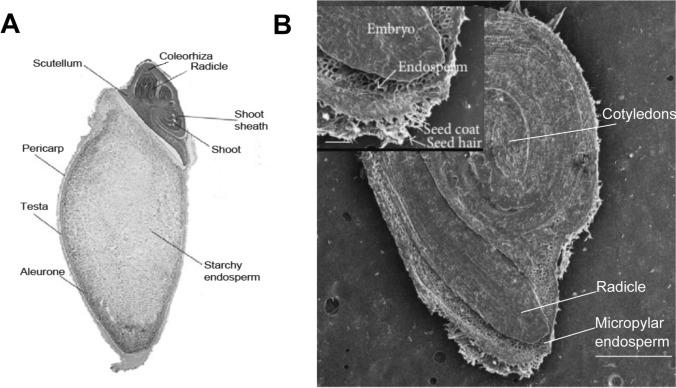 https://cdn.ncbi.nlm.nih.gov/pmc/blobs/1506/12031936/5d3181057de3/425_2025_4699_Fig1_HTML.jpg