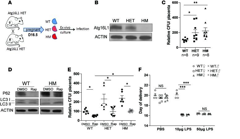 https://cdn.ncbi.nlm.nih.gov/pmc/blobs/1509/5161251/94342efe52a4/jciinsight-1-86654-g005.jpg