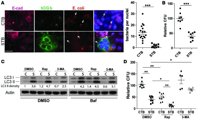 https://cdn.ncbi.nlm.nih.gov/pmc/blobs/1509/5161251/f9ffa124385d/jciinsight-1-86654-g003.jpg
