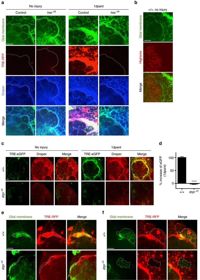 https://cdn.ncbi.nlm.nih.gov/pmc/blobs/1509/5303877/2962d92d8c16/ncomms14355-f1.jpg