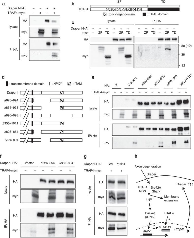 https://cdn.ncbi.nlm.nih.gov/pmc/blobs/1509/5303877/a19fe40fa7a4/ncomms14355-f3.jpg