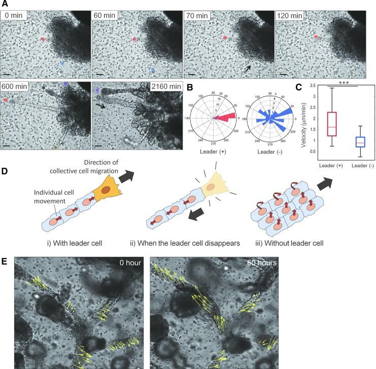 https://cdn.ncbi.nlm.nih.gov/pmc/blobs/150d/5510150/2839bcf3f55f/fig-5.jpg